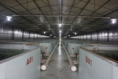 中山首次出口工廠化養殖海魚 推動水產品國際化