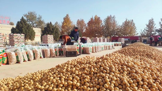 澤普縣阿依庫勒鄉 核桃加工為初級農產品插上“家門口經濟”的翅膀