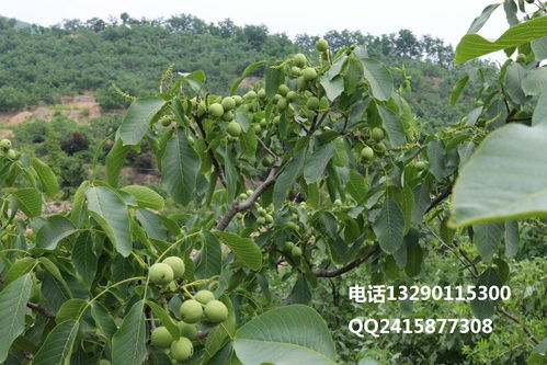 冠核三號核桃苗 早實高產、個頭大、結果早、好管理的優質選擇