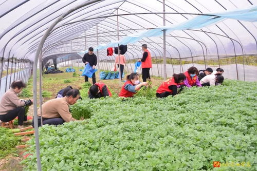 巾幗幫幫團出馬，一日解萬斤滯銷蔬菜之困