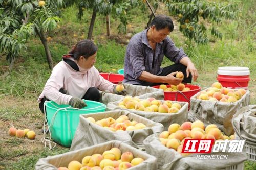 麻陽全面推行農產品“安全身份證”，守護苗鄉好味道的源頭